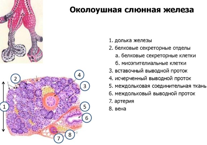 Железы человека схема