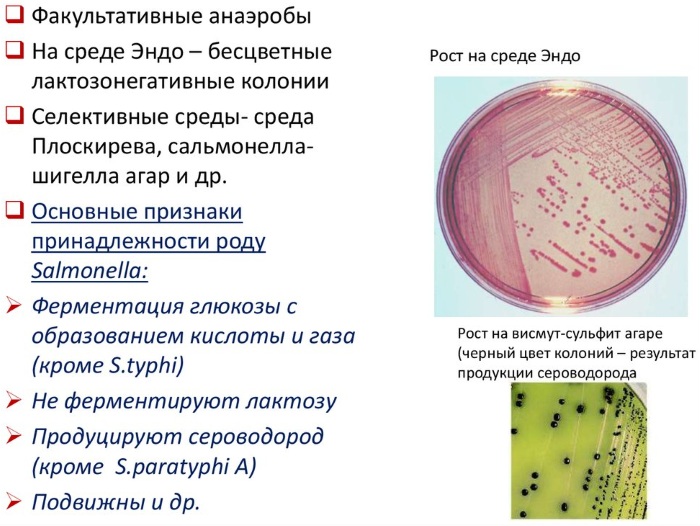 Паратиф А и В, С. Что это такое, возбудитель, симптомы и лечение