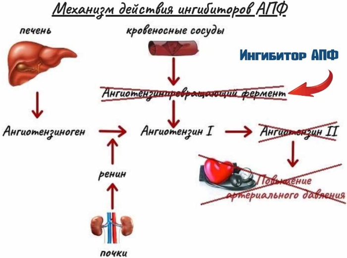 Периндоприл (Perindopril). Инструкция по применению, цена, отзывы пациентов