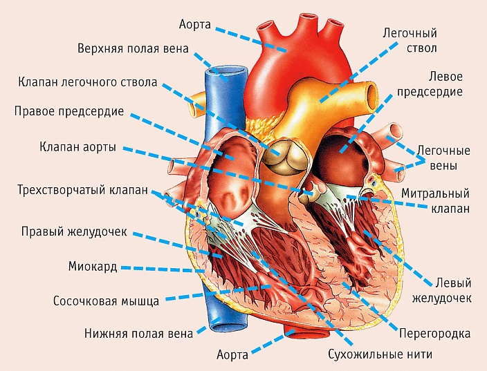 Поперечник сердца у детей. Норма, чему равен при недостаточности аортального клапана, гипертрофии желудочка, стенозе