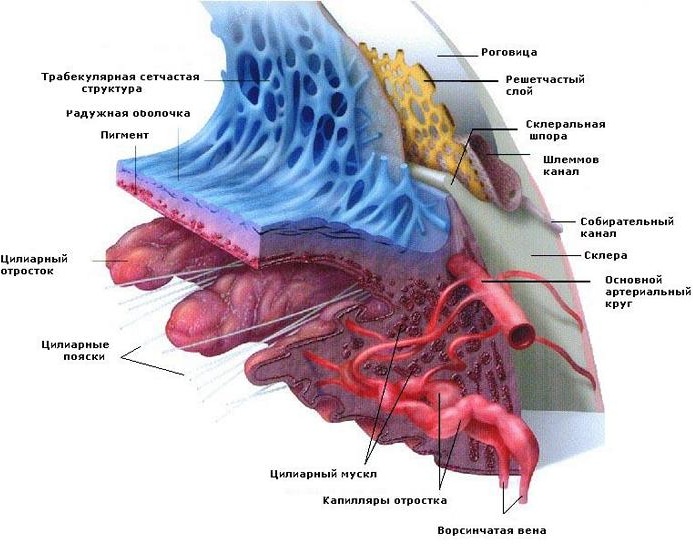 Радужная оболочка глаза. Что это такое, строение, пигмент, функции, фото