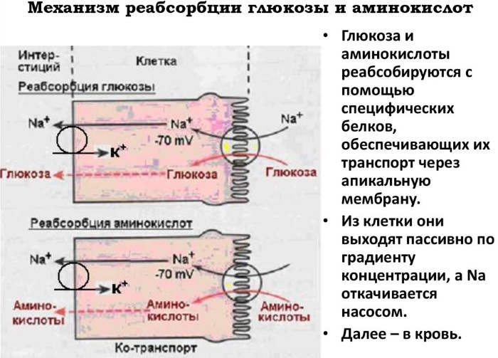 Реабсорбция в почках. Что это такое, схема, как происходит, гормоны, чем регулируется, норма