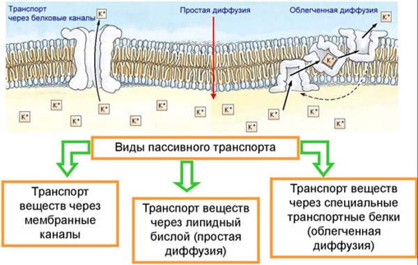 Реабсорбция в почках. Что это такое, схема, как происходит, гормоны, чем регулируется, норма