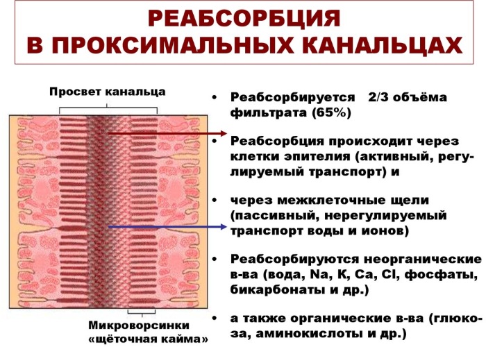 Реабсорбция в почках. Что это такое, схема, как происходит, гормоны, чем регулируется, норма