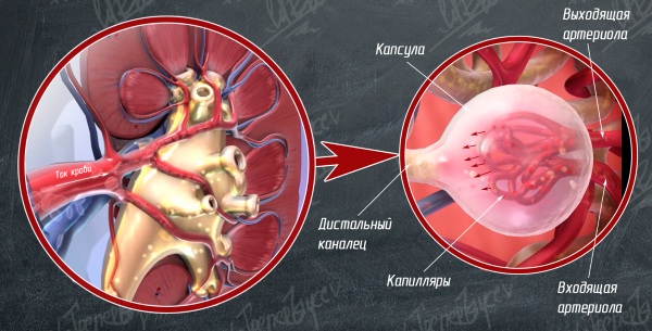 Реабсорбция в почках. Что это такое, схема, как происходит, гормоны, чем регулируется, норма