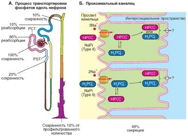 Реабсорбция в почках. Что это такое, схема, как происходит, гормоны, чем регулируется, норма