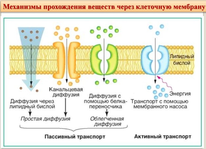 Реабсорбция в почках. Что это такое, схема, как происходит, гормоны, чем регулируется, норма