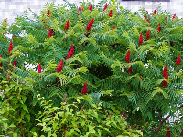 Рус токсикодендрон (Rhus toxicodendron) гомеопатия. Показания к .