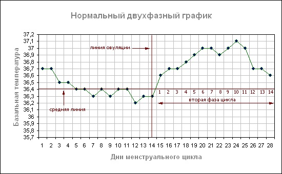 Что значит фертильное окно