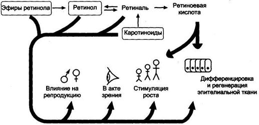 Третиноин (Tretinoin) крем. Инструкция по применению, отзывы, цена, аналоги