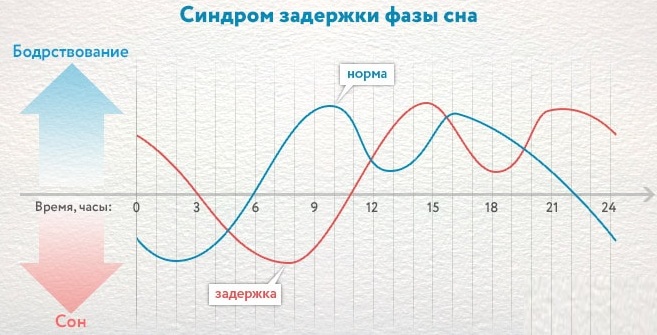 Циркадные ритмы у человека. Что это такое, схема по часам, примеры, регуляция