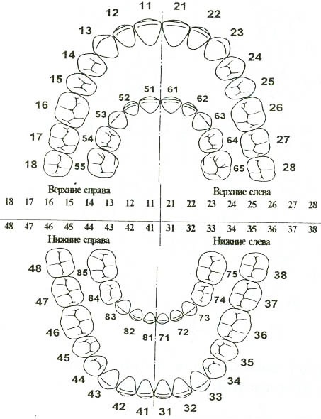Зубы у человека. Виды, название, анатомия, функции, фото