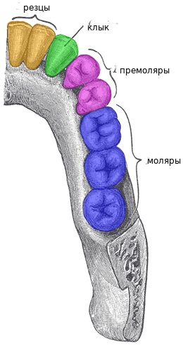 Зубы у человека. Виды, название, анатомия, функции, фото