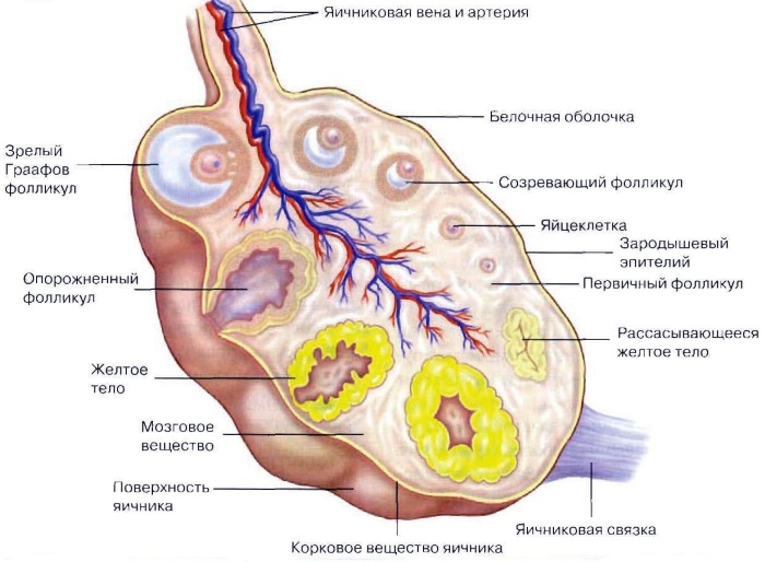 Железы смешанной секреции. Что это такое, какие относятся, особенности