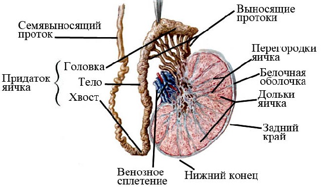 Железы смешанной секреции. Что это такое, какие относятся, особенности