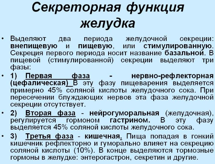 Желудок у человека. Где находится, анатомия, функции, фото, как болит