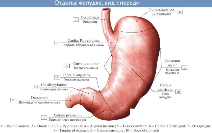 Желудок у человека. Где находится, анатомия, функции, фото, как болит