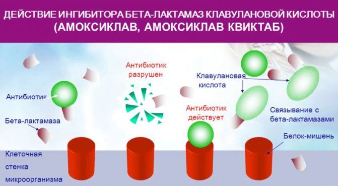 Амоксиклав (Amoksiklav) при беременности 1-2-3 триместр. Инструкция по применению, влияние на плод