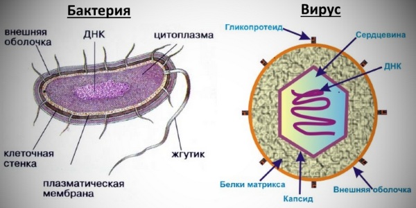 Анализы на бактериальные инфекции кишечника, гинекологии, у мужчин, детей, женщин