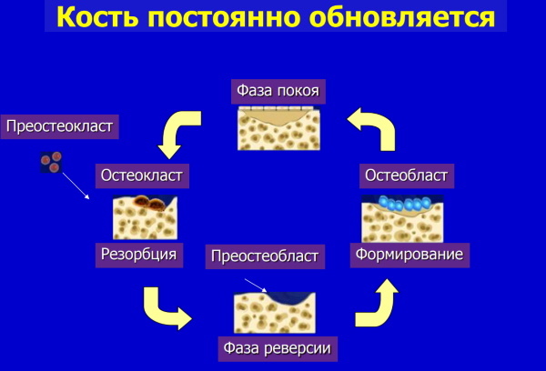 Анализ Бета-Кросс лапс (Beta-Cross laps). Что это такое, что показывает, норма, цена