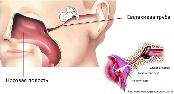 Евстахиева труба. Где находится, что соединяет, относится к какому уху, функции, болезни