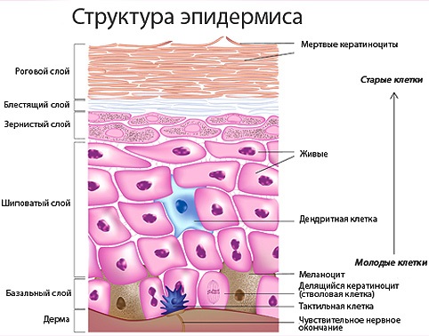 Гидролипидная мантия кожи. Что это такое, ph, функция, состав, нуф виды и типы увлажнения головы, рук, тела