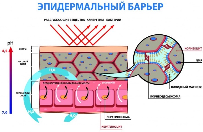 Гидролипидная мантия кожи. Что это такое, ph, функция, состав, нуф виды и типы увлажнения головы, рук, тела