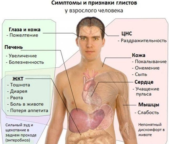 Как избавиться от кандиды в организме навсегда. Народные средства, лекарства