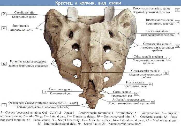 Копчик у человека. Анатомия, где находится, функции, как и почему болит