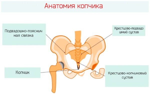 Копчик у человека. Анатомия, где находится, функции, как и почему болит