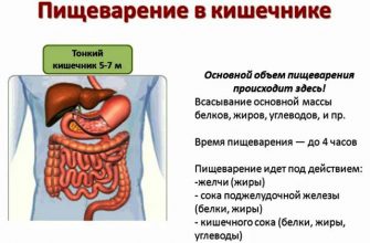 Реабилитация жкт нсп схема