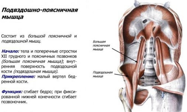 Подвздошная мышца. Где находится, анатомия, функции, болит, воспаление, растяжение, симптомы, как лечить