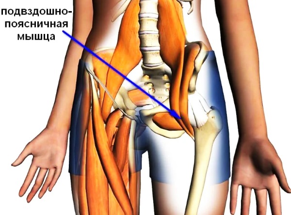 Подвздошная мышца. Где находится, анатомия, функции, болит, воспаление, растяжение, симптомы, как лечить