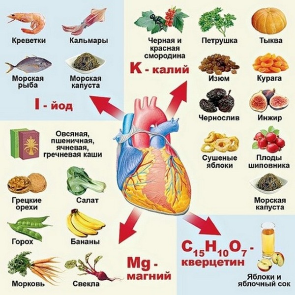 Сердце у человека, женщины, мужчины. Где находится, анатомия, функции, болезни