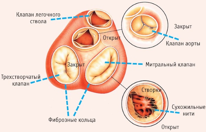 Сердце Где Находится У Человека Фото Женщин