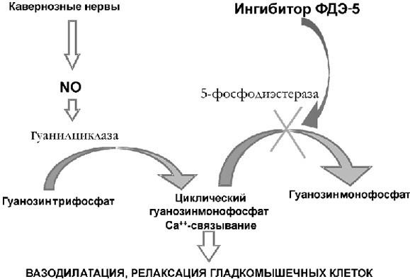 Трентал (Trental). Инструкция по применению, отзывы пациентов, принимавших препарат, цена, отзывы