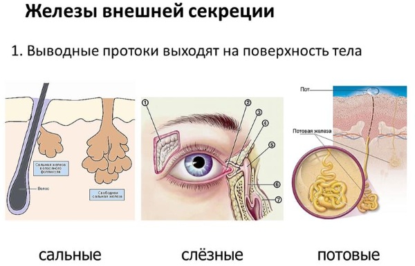 Железы внешней секреции. Что это такое, определение, чем отличаются от внутренней секреции, гормоны