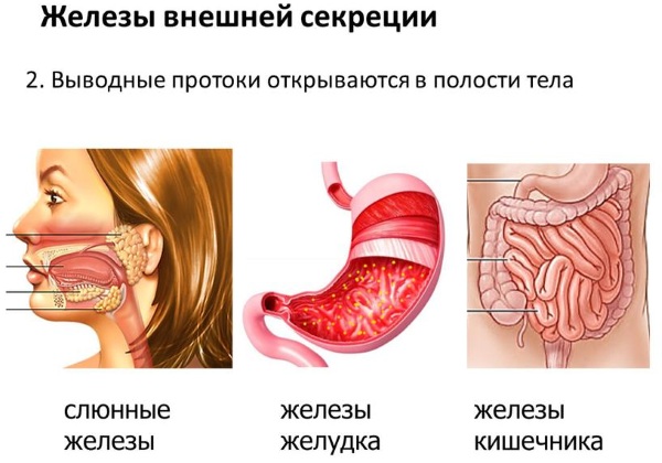 Железы внешней секреции. Что это такое, определение, чем отличаются от внутренней секреции, гормоны