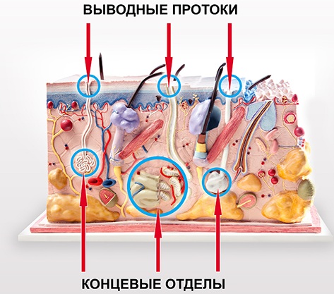 Железы внешней секреции. Что это такое, определение, чем отличаются от внутренней секреции, гормоны