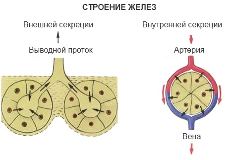 Железы внешней секреции. Что это такое, определение, чем отличаются от внутренней секреции, гормоны