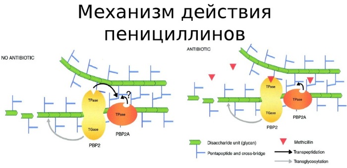 Ампиокс (Ampiox) в таблетках. Инструкция по применению, цена, отзывы