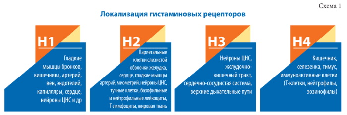 Анализ крови на гистамин. Что это такое, как называется, показывает, цена