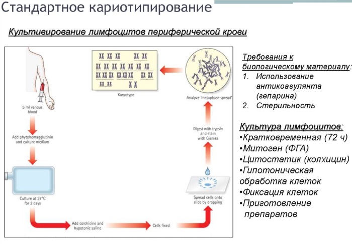 Анализ на кариотип (кариотипирование). Что это у супругов, подготовка, что показывает, цена