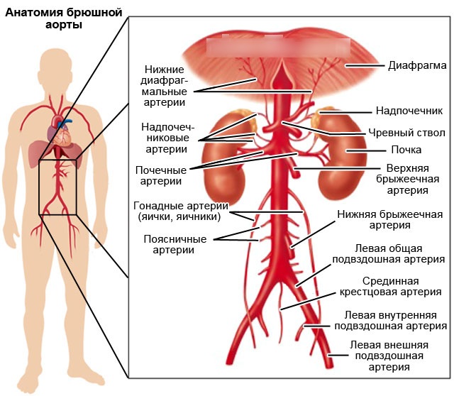 Брюшная аорта. Где расположена, размеры, норма по УЗИ, топография, ветви