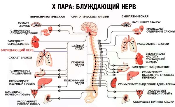 Черепно-мозговые нервы 12 пар. Таблица, анатомия, функции, локализация, ядра в ЦНС