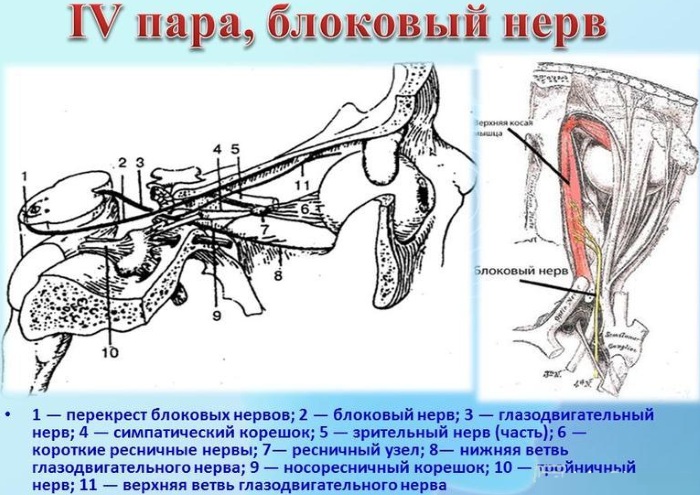 Черепно-мозговые нервы 12 пар. Таблица, анатомия, функции, локализация, ядра в ЦНС