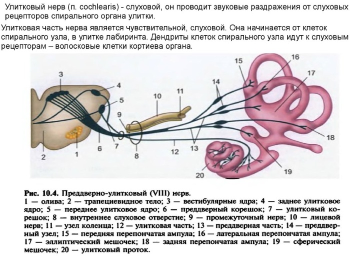 Черепно-мозговые нервы 12 пар. Таблица, анатомия, функции, локализация, ядра в ЦНС