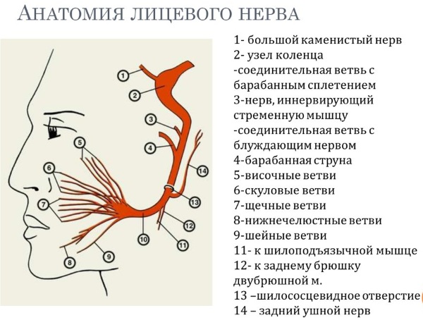 Черепно-мозговые нервы 12 пар. Таблица, анатомия, функции, локализация, ядра в ЦНС