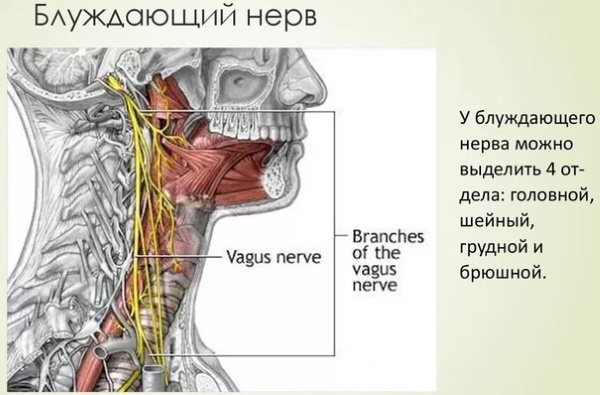 Черепно-мозговые нервы. Анатомия, что иннервируют, функции, заболевания