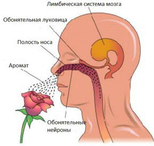 Черепно-мозговые нервы. Анатомия, что иннервируют, функции, заболевания